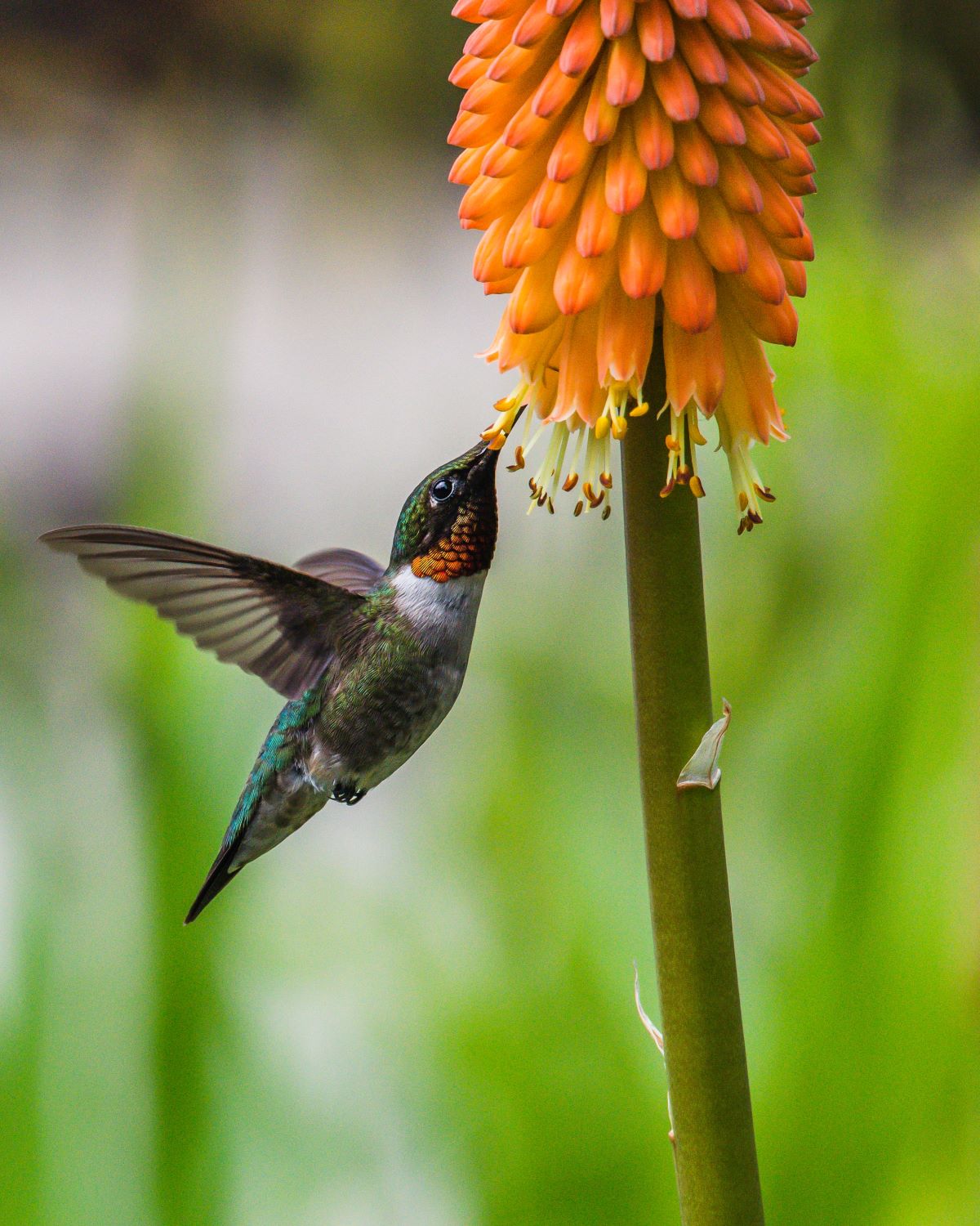 Humming Bird Drinking Nectar From Orange Flower